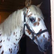 Knabstrupper Friss´ Rex-Ona