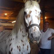 Knabstrupper Friss´ Rex-Ona