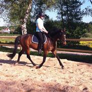 Anden særlig race Freja 