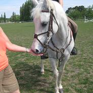 Hollandsk Sportspony Quinty