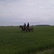 Anden særlig race Harlekin