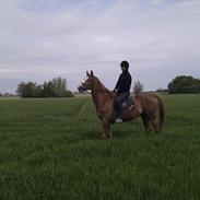 Anden særlig race Harlekin