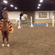 Irsk Sportspony Levi 501 ( Tidl. Hest)