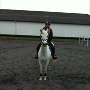 Irsk Sportspony Levi 501 ( Tidl. Hest)