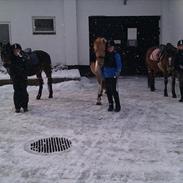 Anden særlig race Foxy