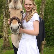 Fjordhest Trine<3