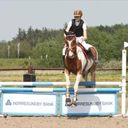 Anden særlig race Kærsgårdens Aisha *solgt*