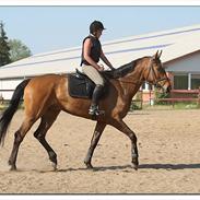 Holstener Campados (Casinni) <3