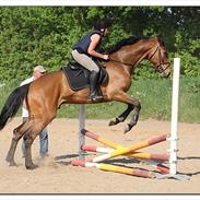 Holstener Campados (Casinni) <3