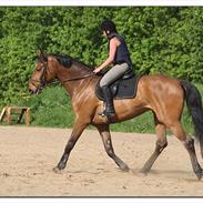 Holstener Campados (Casinni) <3