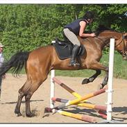 Holstener Campados (Casinni) <3