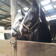 Shire Lille nørregård's sally (gamle part)