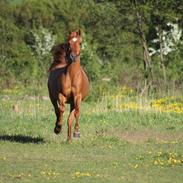 Arabisk fuldblod (OX) Ghazal al bahir ox