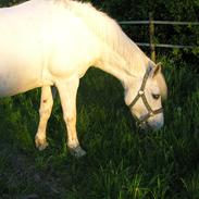 Anden særlig race Hesselholts Joy