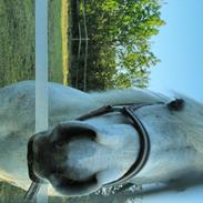 Anden særlig race Hesselholts Joy