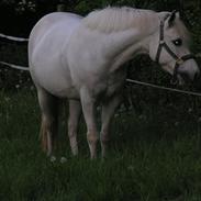 Anden særlig race Hesselholts Joy