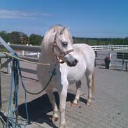 Welsh Mountain (sec A) Bombay<3