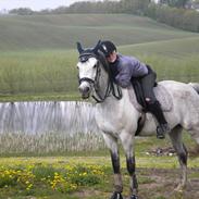 Arabisk fuldblod (OX) CA Kemt ox