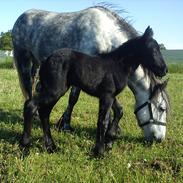 Fell pony Tarpan's Lady Asta