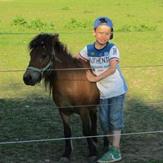 Shetlænder Stald Michas Little Matti