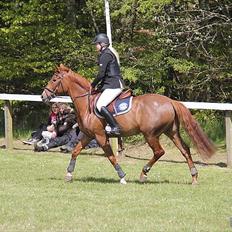 Hollandsk Sportspony IRIS