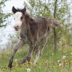 Irish Cob Axelved's Molly Malone