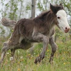 Irish Cob Axelved's Molly Malone