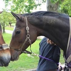 Welsh Cob (sec D) Charlie Brown •Parten•