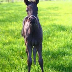 New Forest Calandias Blackjack