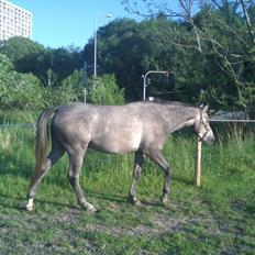 Anglo Araber (AA) Skawbo-s Mighty Secret