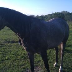 Anglo Araber (AA) Skawbo-s Mighty Secret