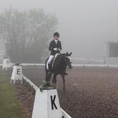 Welsh Partbred (Sec F) Hollywoods Bobby Brown