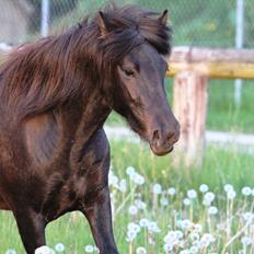 Islænder Perla fra Villaknot