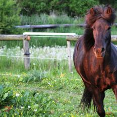 Islænder Perla fra Villaknot