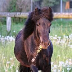 Islænder Perla fra Villaknot
