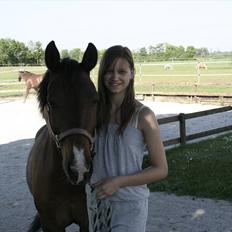 New Forest Starlight