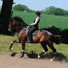 Dansk Varmblod Hjorth's Diamond Boy