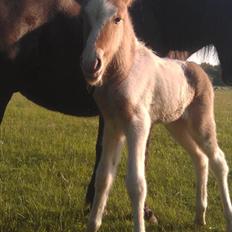 Islænder Alvar fra Fairgaarden