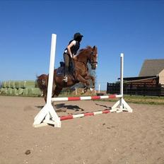 Anden særlig race Bella