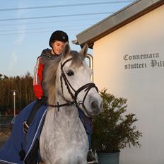 Connemara Hesteklewa Domino