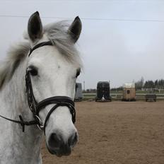 Connemara Hesteklewa Domino