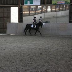 Trakehner Lefitia "Effie" 