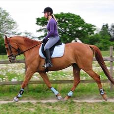 Dansk Varmblod Merry Dance