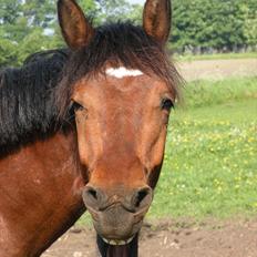 Anden særlig race Søndervangs Kentucky