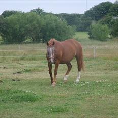 Oldenborg Bøgelys Dixi