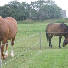Oldenborg Bøgelys Dixi