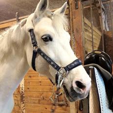 Connemara Columbine<3