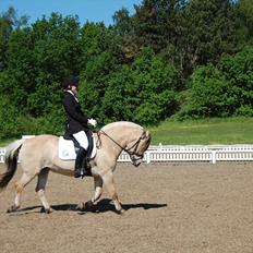 Fjordhest Cirkeline Møldrup