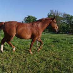 Oldenborg Bøgelys Dixi