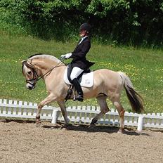 Fjordhest Cirkeline Møldrup